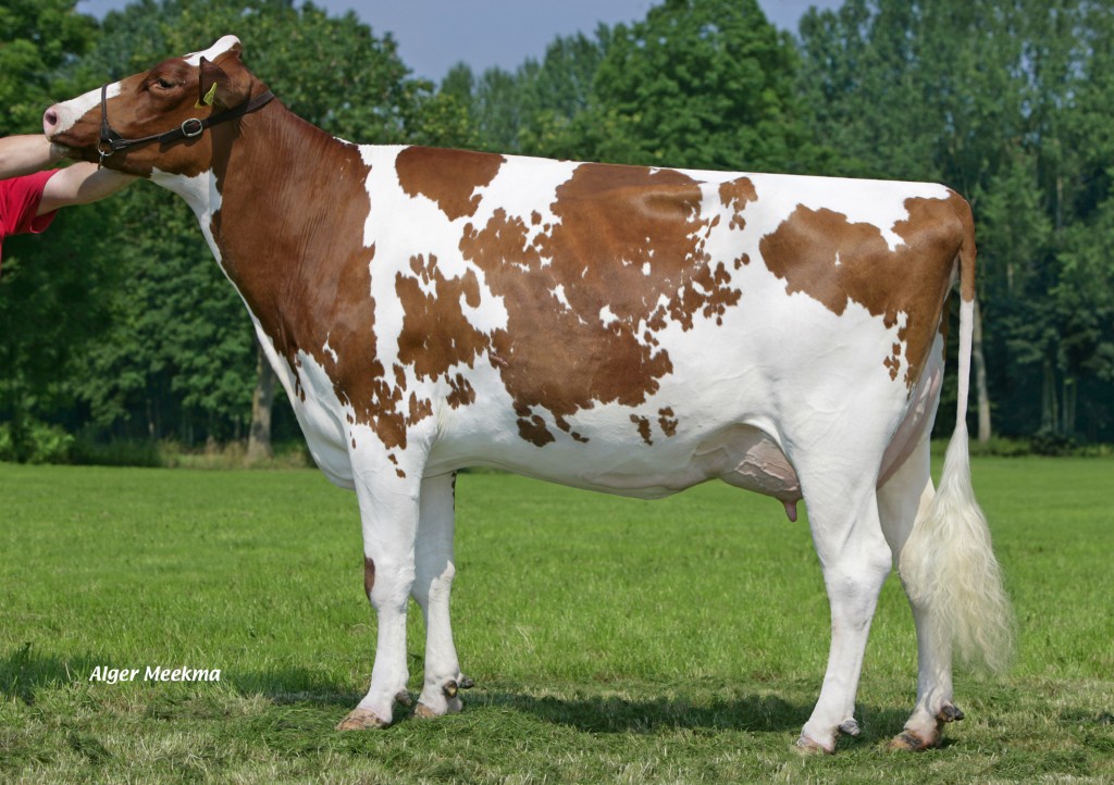 Candlelight P RC 2y VG-86