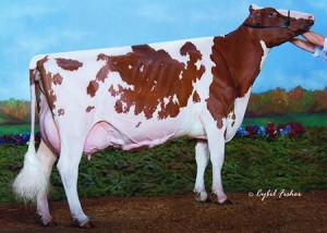 Loyola P RC from polled Beulah-Red EX-92 granddaughter