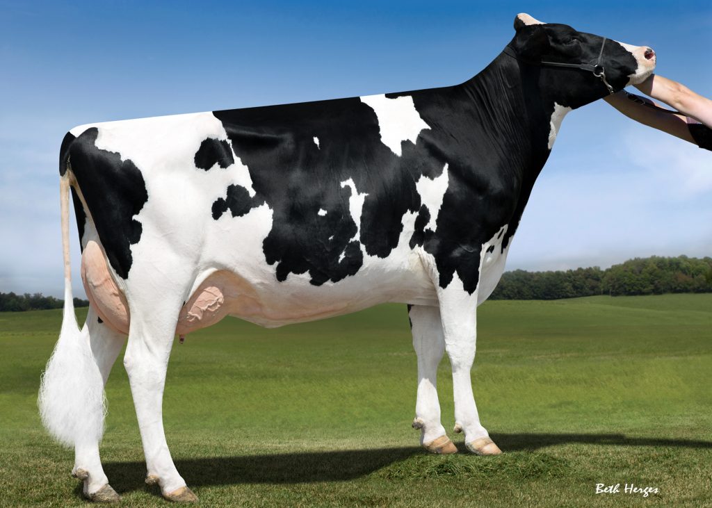 Cookiecutter Ssire Have 2y VG-86