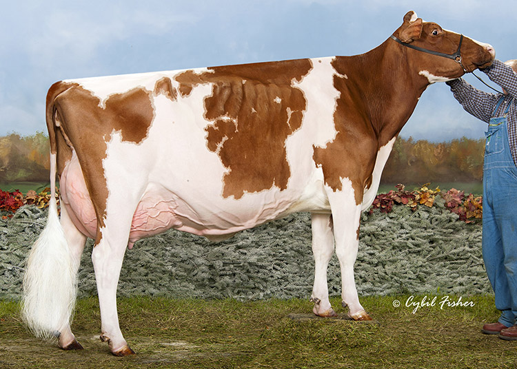 Luck E Advent Kandie Red EX-95