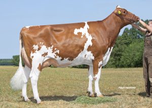 NRP Salsa Asia Red VG-85