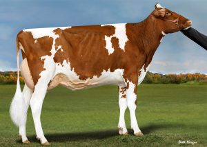 Doral Red FEMbryos uit Golden Oaks A Talent Red EX-90