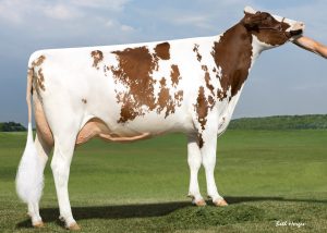 Doral Red uit Milksource LD Shania Red EX-92